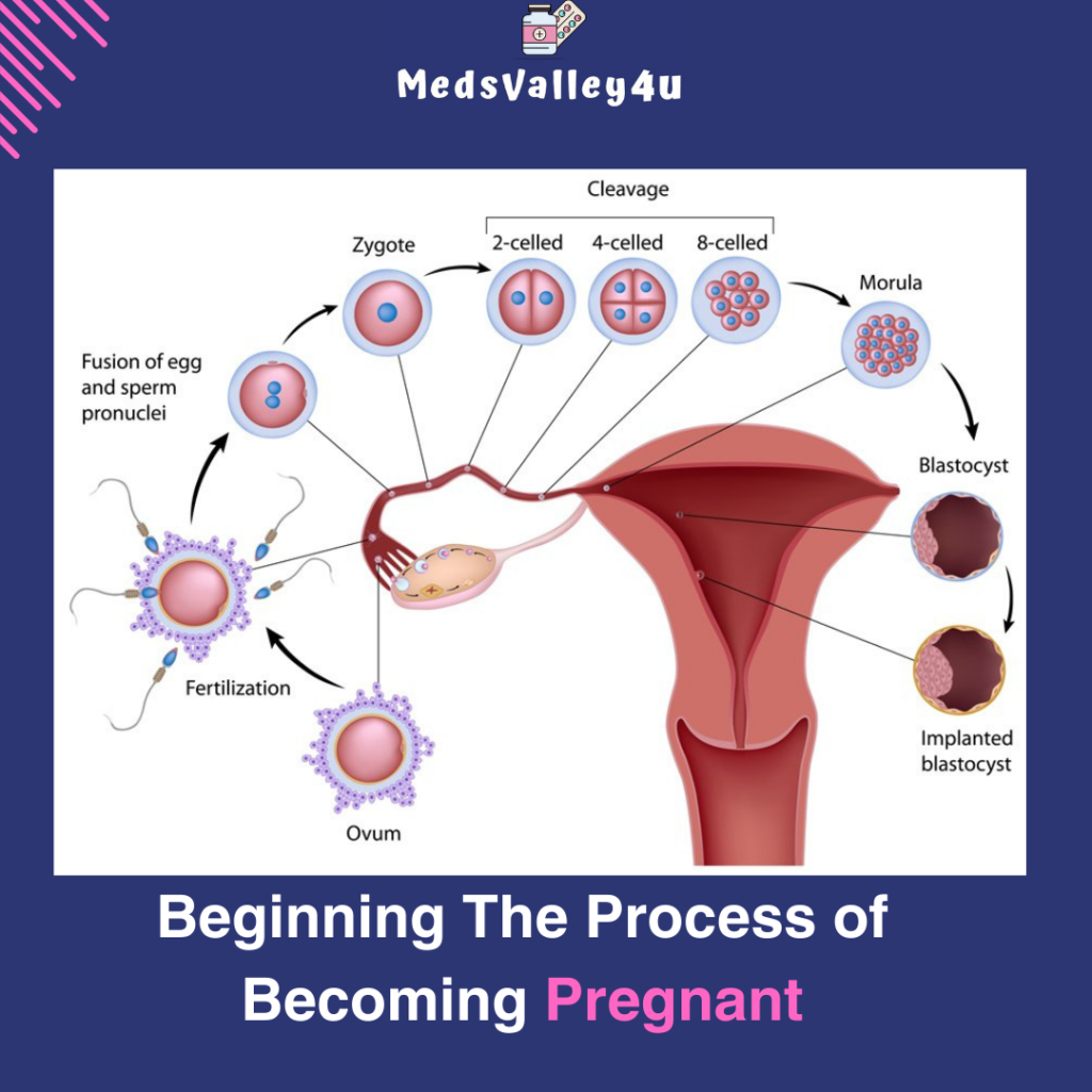 Beginning The Process of Becoming Pregnant.